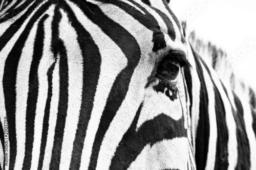 Fotoroleta twarz safari zwierzę dziki oko