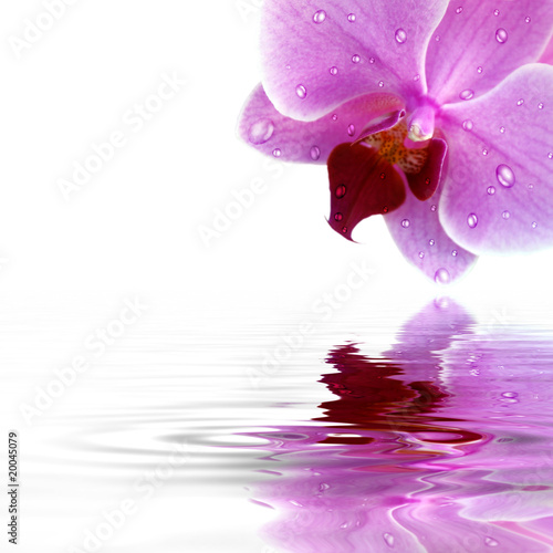 Obraz na płótnie kwiat lato masaż zdrowy