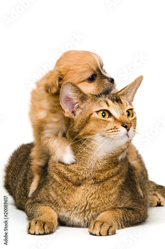 Plakat szczenię pies zabawa kot