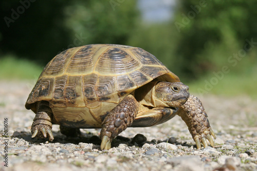 Obraz na płótnie gad żółw testudo czołg