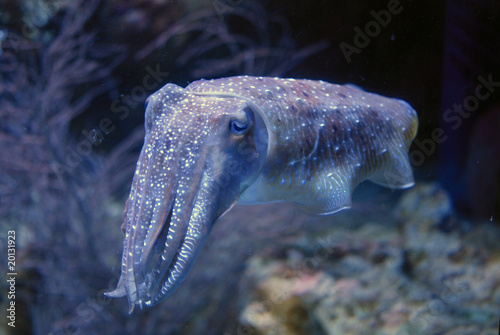 Obraz na płótnie kalmar morze zatoka meduza