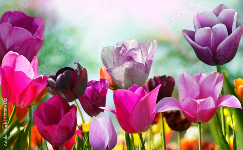 Naklejka Piękne kolorowe tulipany