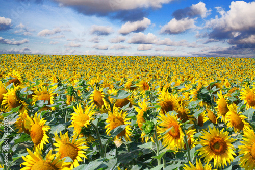 Fototapeta rolnictwo słońce wieś zboże błękitne niebo