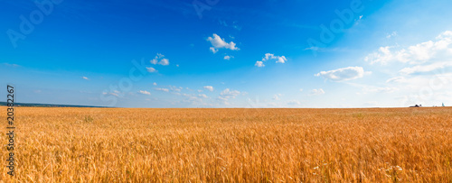 Fotoroleta rolnictwo pszenica niebo