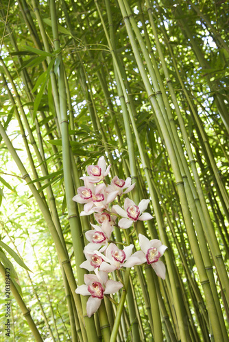 Obraz na płótnie hawaje kwiat tropikalny