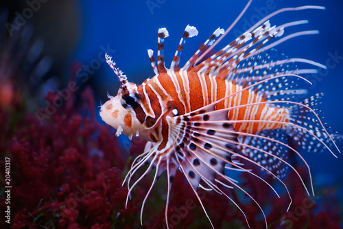Fototapeta morze ryba koral podwodne