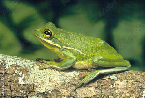 Fototapeta żaba drzewa płaz luizjana