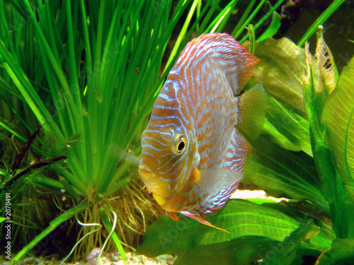 Fototapeta ryba tropikalny roślina woda zielony