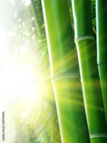 Fototapeta natura spokojny krajobraz bambus masaż