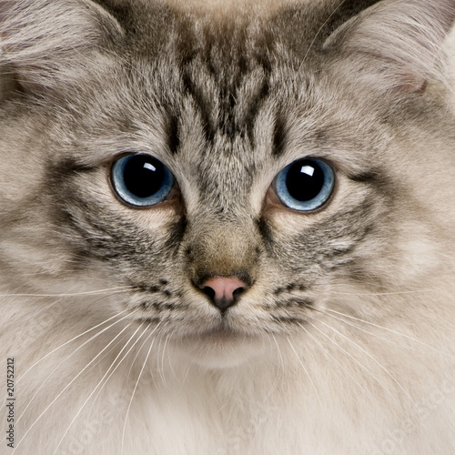Obraz na płótnie Portret kota