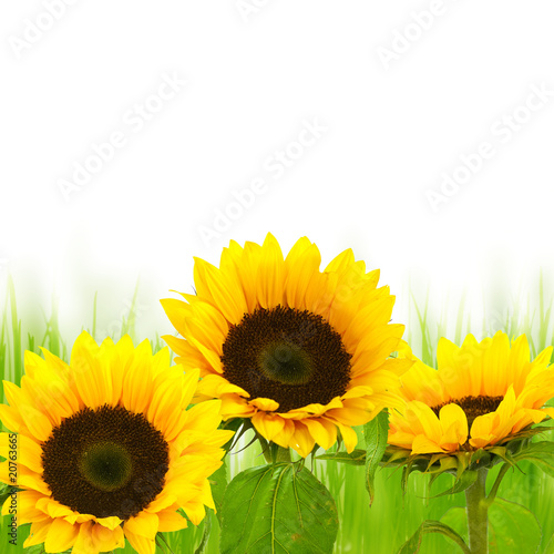 Fototapeta natura słonecznik kwiat