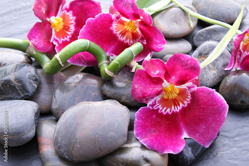 Naklejka wellnes azjatycki kwiat egzotyczny zen