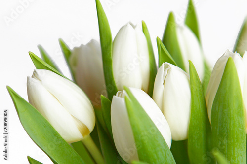 Fotoroleta bukiet kwiat tulipan biały makro