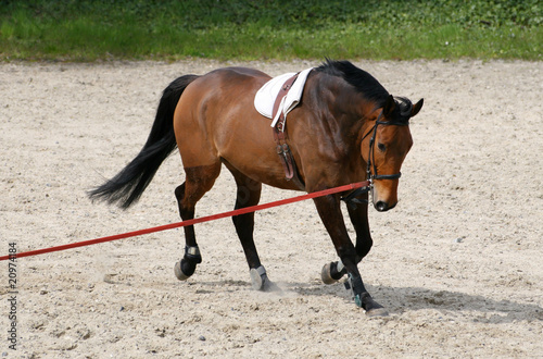 Fotoroleta koń sport jazda konna