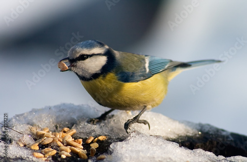 Fototapeta ptak śnieg jedzenie