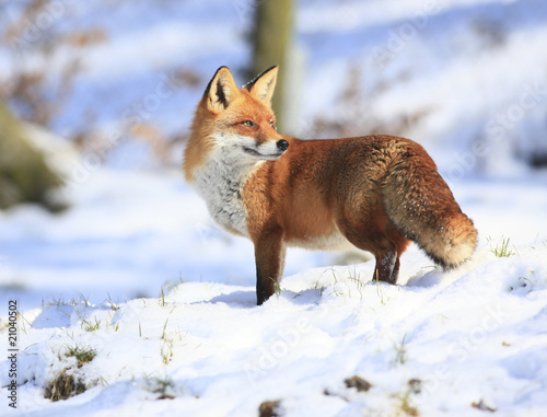 Naklejka zwierzę śnieg dzikie zwierzę natura słońce