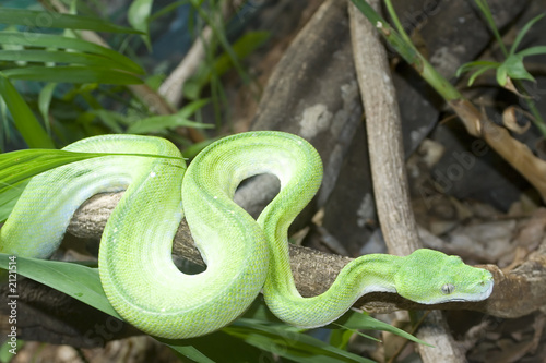 Fotoroleta wąż gad natura zoo