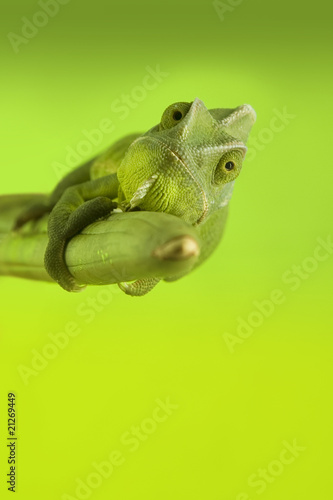 Fototapeta zwierzę kameleon gad