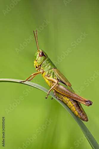 Obraz na płótnie zwierzę owad pasikonik dzikość 