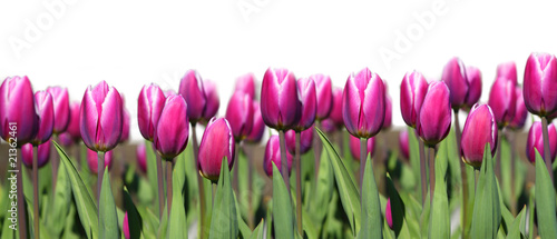 Naklejka tulipan panorama kwiat