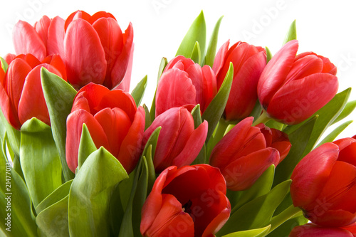Fototapeta Czerwone holenderskie tulipany