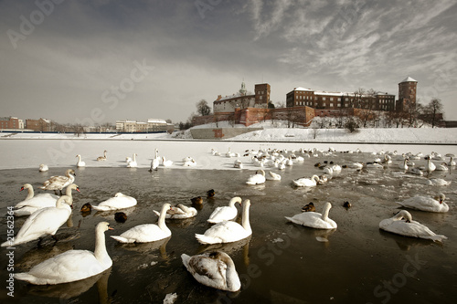 Fototapeta kraków kaczka europa zamek śnieg