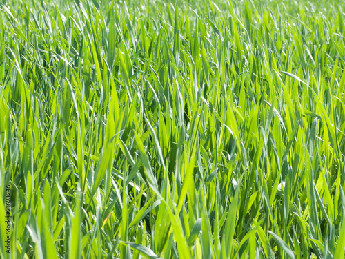 Fototapeta świeży pole trawa pszenica rolnictwo