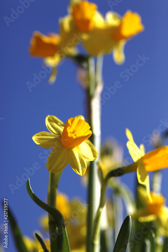 Fototapeta natura kwiat narcyz