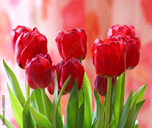 Fotoroleta kwiat tulipan bukiet