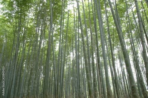 Fotoroleta zen świeży bambus