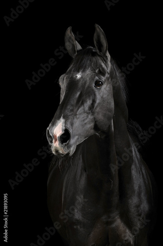 Plakat ssak koń portret oko