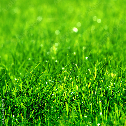 Fototapeta świeży trawa roślina łąka