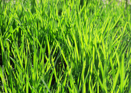 Obraz na płótnie ogród piłka nożna pejzaż trawa