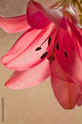 Fototapeta kwiat roślina natura liliowiec różowy