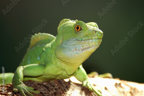 Naklejka portret gadowi iguana gekko zielony