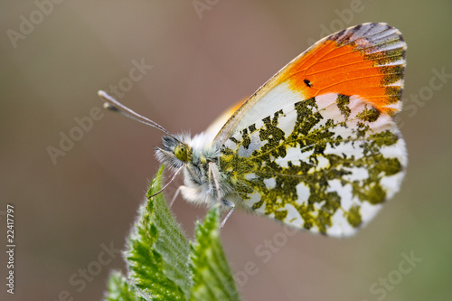 Fotoroleta motyl lato natura ładny