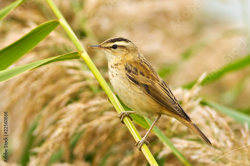 Fototapeta gałązka natura ptak