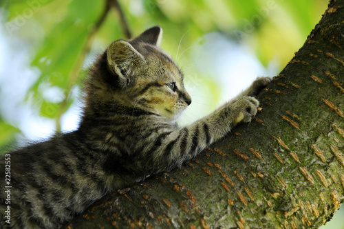 Plakat szczenię kot drzewa