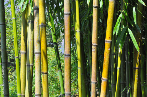 Plakat chiny azja tajlandia bambus