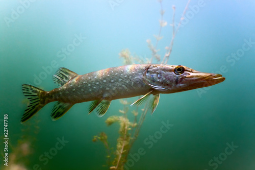 Fototapeta woda zwierzę fauna ryba