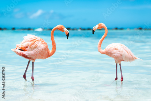 Plakat ptak natura zwierzę karaiby