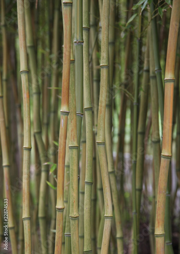 Fotoroleta natura roślina bambus flora