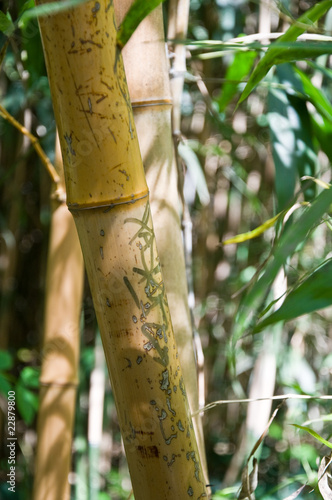 Fotoroleta bambus las zen