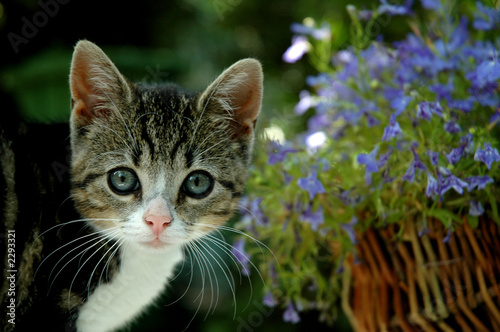 Naklejka Mały kotek z kwiatami