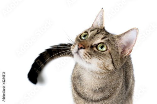 Naklejka zwierzę ssak kociak oko kot