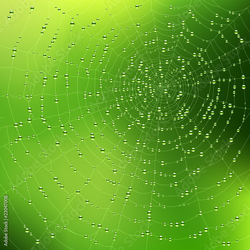 Fototapeta rosa pająk wzór natura woda