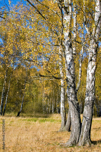 Fototapeta park jesień trawa drzewa