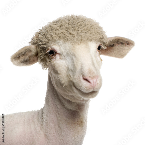 Naklejka zabawa zwierzę portret owca owieczka