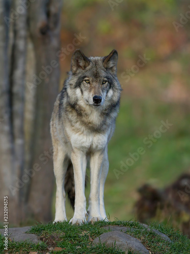 Plakat dziki zwierzę pies północ piękny
