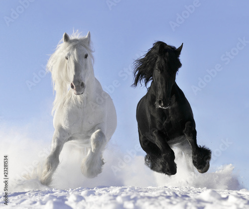 Fototapeta Biały i czarny koń